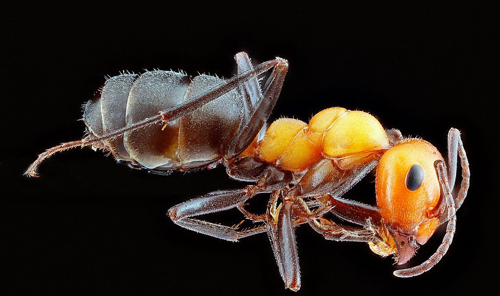 Ant Control service in Quincy, MA