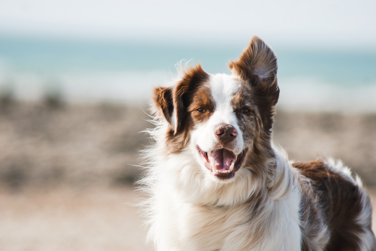 Flea & Tick Control service in Quincy, MA