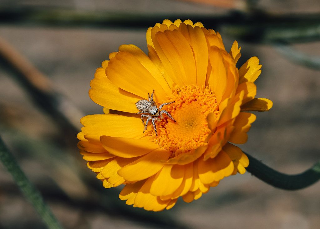 Spider Control service in Quincy, MA